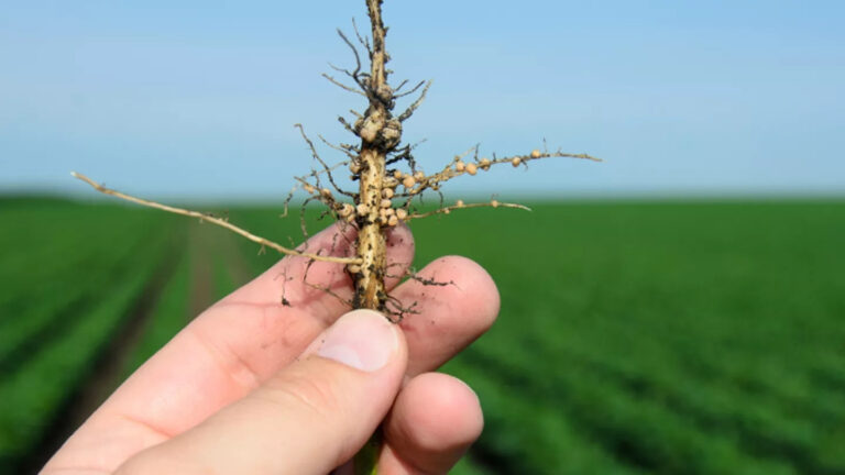 Produtor realiza manejo agrícola em lavoura do Oeste da Bahia para controle de nematoides.