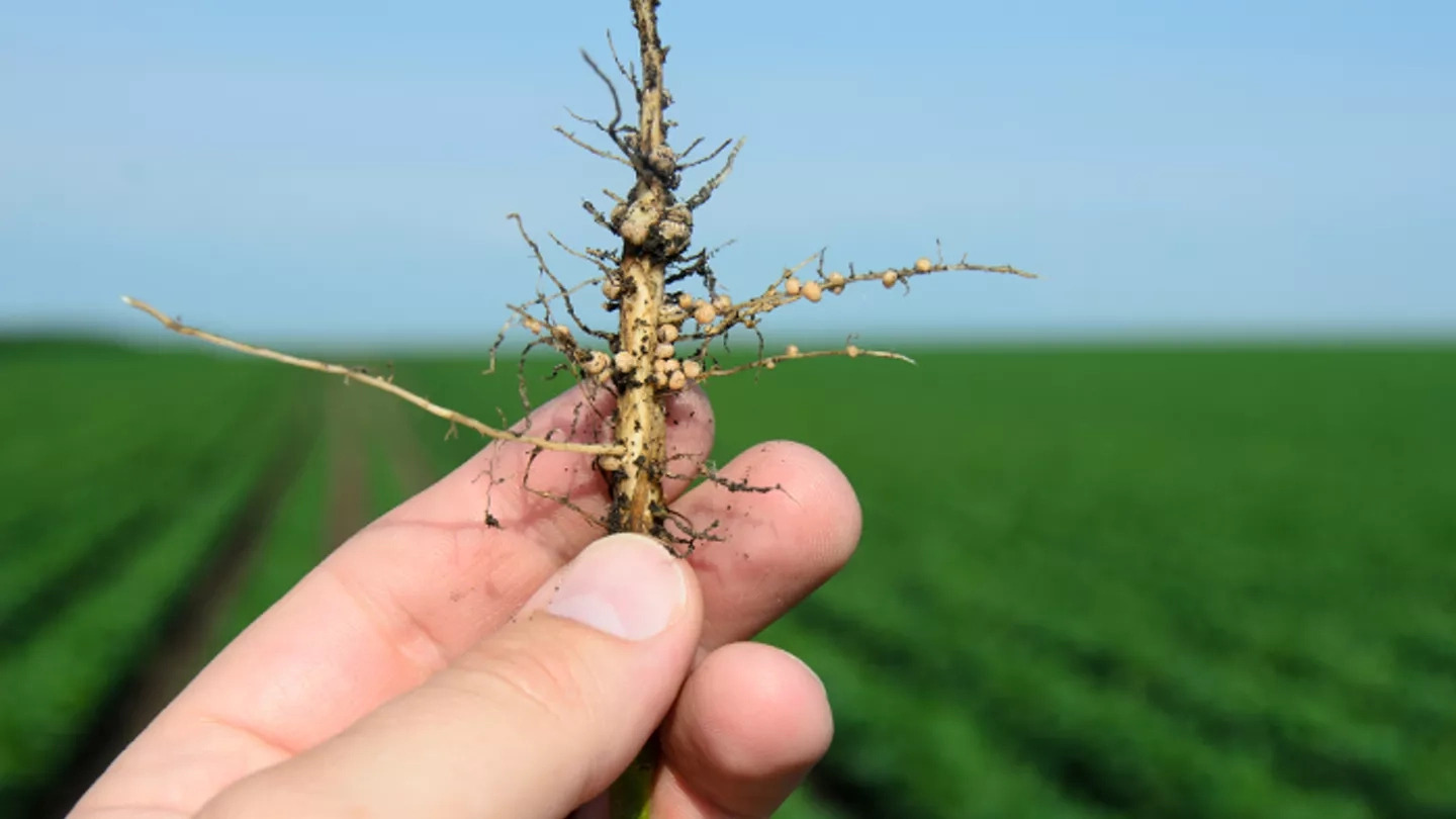 Produtor realiza manejo agrícola em lavoura do Oeste da Bahia para controle de nematoides.
