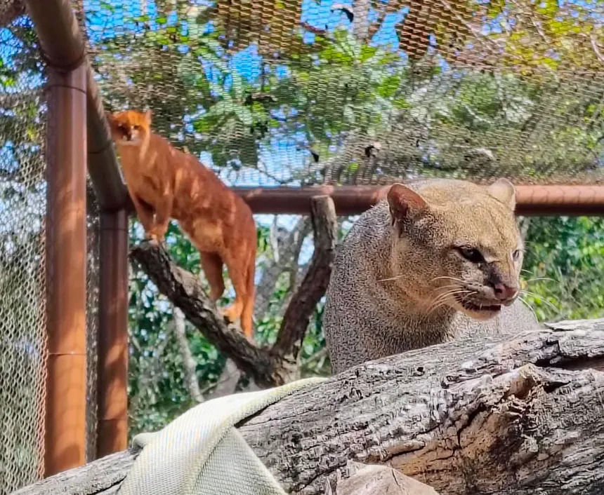 Casal de gatos-mouriscos em área de preservação do Parque Vida Cerrado, em Barreiras.