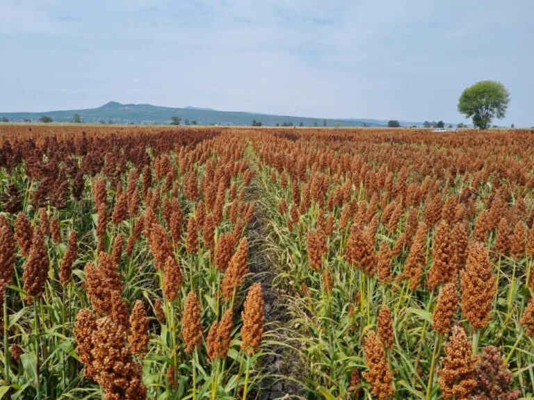 Plantação de sorgo no Oeste da Bahia, cultura que vem ganhando destaque na produção de etanol e no fortalecimento do agronegócio regional.