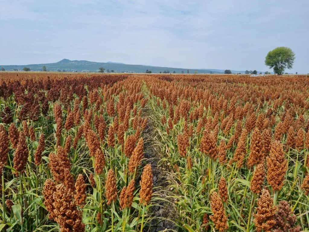 Plantação de sorgo no Oeste da Bahia, cultura que vem ganhando destaque na produção de etanol e no fortalecimento do agronegócio regional.