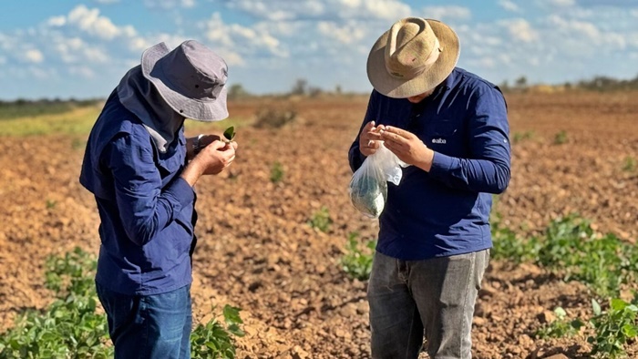 Lavoura de soja no Oeste da Bahia durante período de manejo fitossanitário e preparação para a safra 2026/2027.