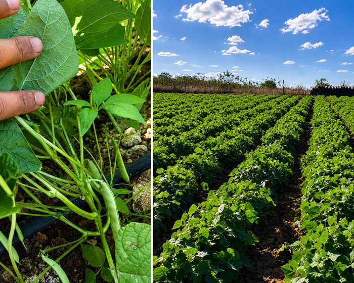 Lavoura de feijão-vagem roxa irrigada por gotejamento no Planalto de Canarana, região de Irecê, com plantas em desenvolvimento uniforme aos 45 dias de cultivo.
