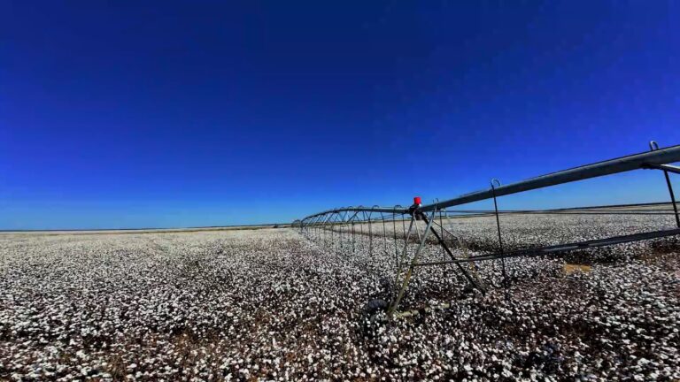 Pivô central irrigando lavoura de soja no Oeste da Bahia, região que lidera a irrigação por pivôs centrais no Brasil e amplia investimentos em tecnologia para enfrentar os desafios climáticos.