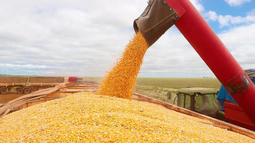 Colheita de milho no Oeste da Bahia apresenta produtividade de até 220 sacas por hectare na safra 2025/2026.