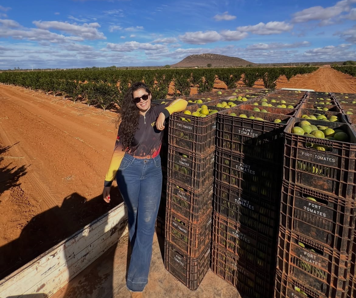 Primeira colheita de laranja Pera Rio em Jussara, na região de Irecê, com expectativa de produtividade de 60 toneladas por hectare.