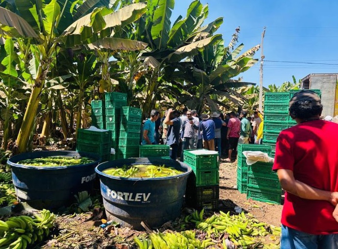 Produtores de banana do Projeto Formoso participam de mobilização em Bom Jesus da Lapa, no oeste da Bahia.