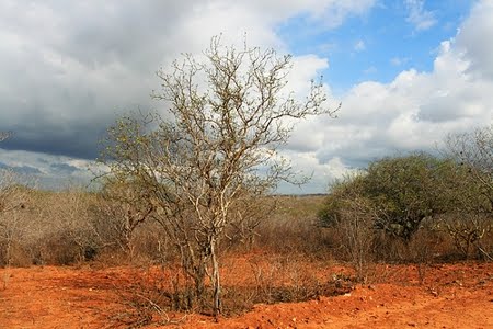 Área relacionada à Floresta Nacional de Cristópolis, unidade de conservação localizada no Oeste da Bahia.