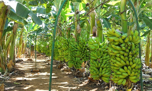Plantação de banana em Bom Jesus da Lapa, no Oeste da Bahia, onde produtores enfrentam queda na rentabilidade e aumento dos custos de produção.