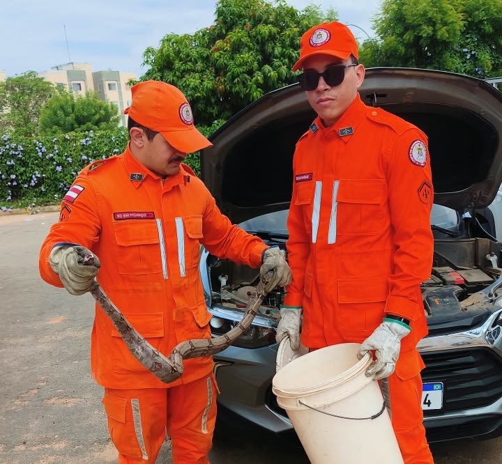 Bombeiros militares realizam resgate de cobra encontrada no compartimento do motor de um carro em Luís Eduardo Magalhães, na Bahia.