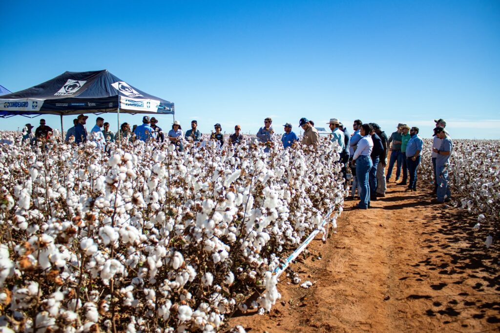 Lavoura de algodão no Cerrado baiano durante ensaios de cultivares da safra 2025/2026.