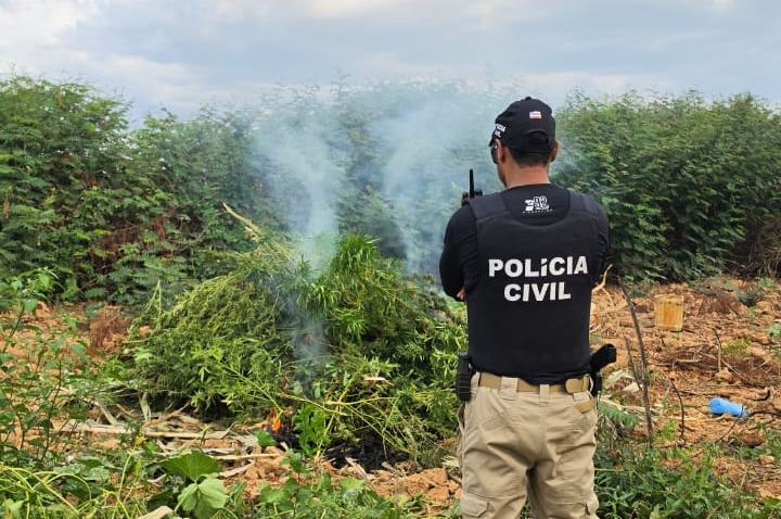 Operação conjunta das Polícias Civil e Militar e do Departamento de Polícia Técnica erradica plantação com 2 mil pés de maconha em ilha no Rio São Francisco, em Muquém do São Francisco, no oeste da Bahia.