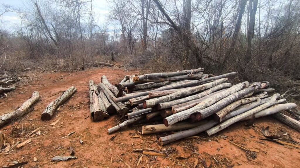 Madeira nativa cortada e apreendida durante fiscalização ambiental da Polícia Militar em Brejolândia, no Oeste da Bahia.