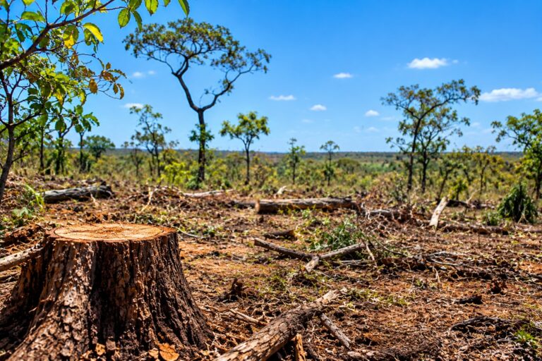 Área de vegetação nativa do Cerrado afetada por desmatamento irregular em propriedade rural de Cocos, no Oeste da Bahia.