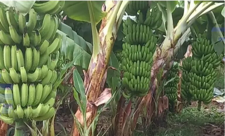 Bananas prata e nanica cultivadas em Bom Jesus da Lapa, no Oeste da Bahia, com qualidade afetada pela elevada incidência de radiação solar.